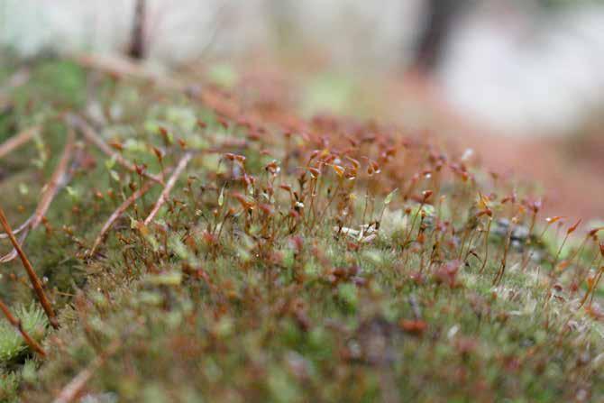 Mossor Blåmossa Leucobryum glaucum Blåmossa med sporkapslar! Vid mossinventeringen i oktober 2016 påträffade Andreas Stansvik och Leif Danielson, Föreningen Mossornas Vänner, fertil blåmossa.