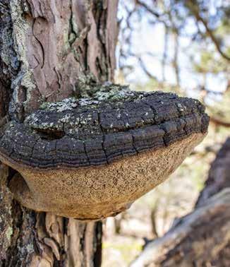 Svampar Tallticka Phellinus pini rödlistad nära hotad signalart Är rödlistad av ArtDatabanken och klassad som nära hotad (NT) Signalart Artdatabankens hotbedömning 2015 Avverkning av gamla tallar,