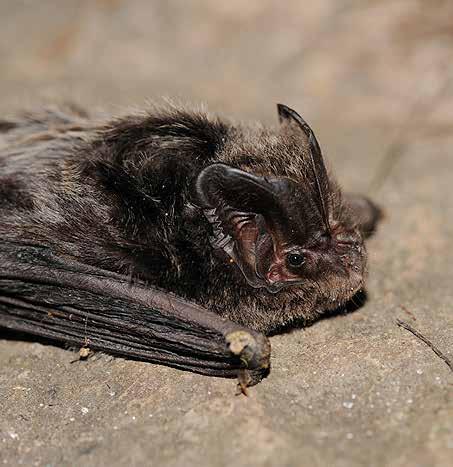 Däggdjur rödlistad sårbar Barbastell Barbastella barbastellus åtgärdsprogram art- och habitat Euro Bats BERN FN BONN Är globalt rödlistad av IUCN Red List och klassad som Near Threatened (NT) Är