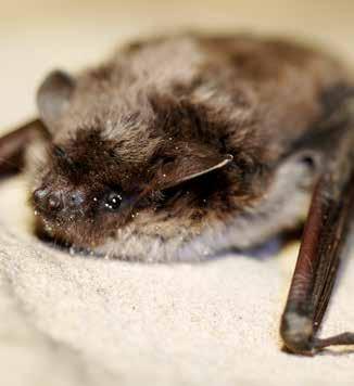 Däggdjur Dammfladdermus Myotis dasycneme rödlistad starkt hotad art- och habitat Euro Bats BERN FN BONN Är globalt rödlistad av IUCN Red List och klassad som Near Threatened (NT) Är rödlistad av