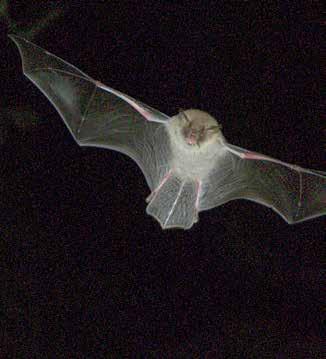 Däggdjur Fransfladdermus Myotis nattereri rödlistad sårbar art- och habitat Euro Bats BERN FN BONN Är rödlistad av ArtDatabanken och klassad som sårbar (VU) Skyddad enligt Art- och habitatdirektivet