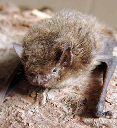 Däggdjur Trollpipistrell Pipistrellus nathusii art- och habitat Euro Bats BERN FN BONN Skyddad enligt Art- och habitatdirektivet (med bevarandestatus otillfredsställande ) Skyddad enligt EuroBats