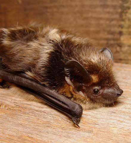 Däggdjur Nordfladdermus Eptesicus nilssonii art- och habitat Euro Bats BERN FN BONN Skyddad enligt Art- och habitatdirektivet Skyddad enligt EuroBats Skyddad enligt Bernen Skyddad enligt Bonnen
