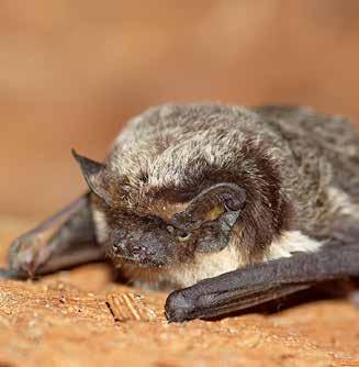 Däggdjur Gråskimlig fladdermus Vespertilio murinus art- och habitat Euro Bats BERN Skyddad enligt Art- och habitatdirektivet Skyddad enligt EuroBats Skyddad enligt Bernen Fridlyst i hela landet