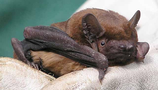 Däggdjur Större brunfladdermus Nyctalus noctula art- och habitat Euro Bats BERN FN BONN Skyddad enligt Art- och habitatdirektivet Skyddad enligt EuroBats Skyddad enligt Bernen Skyddad enligt Bonnen