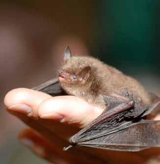 Däggdjur Vattenfladdermus Myotis daubentoni art- och habitat Euro Bats BERN FN BONN Skyddad enligt Art- och habitatdirektivet Skyddad enligt EuroBats Skyddad enligt Bernen Skyddad enligt Bonnen