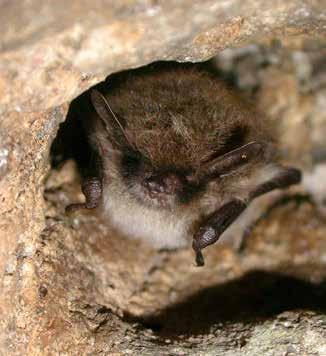 Däggdjur Mustaschfladdermus Myotis mystacinus art- och habitat Euro Bats BERN FN BONN Skyddad enligt Art- och habitatdirektivet Skyddad enligt EuroBats Skyddad enligt Bernen Skyddad enligt Bonnen