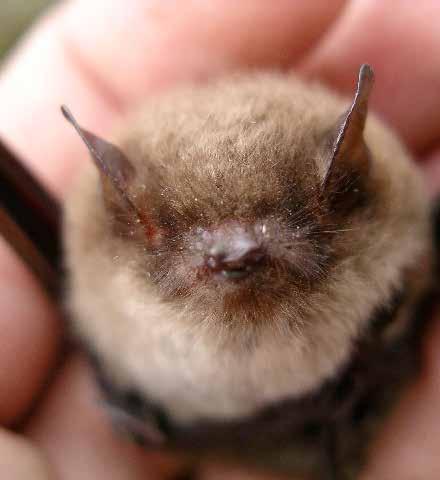 Däggdjur Taigafladdermus Myotis brandtii art- och habitat Euro Bats BERN FN BONN Skyddad enligt Art- och habitatdirektivet Skyddad enligt EuroBats Skyddad enligt Bernen Skyddad enligt Bonnen Fridlyst