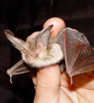 Däggdjur Brunlångöra Plecotus auritus art- och habitat Euro Bats BERN FN BONN Skyddad enligt Art- och habitatdirektivet Skyddad enligt EuroBats Skyddad enligt Bernen Skyddad enligt Bonnen Fridlyst i