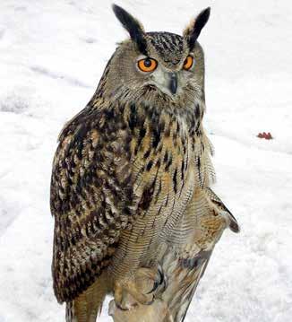 Fåglar Berguv Bubo bubo rödlistad sårbar fågeldirektiv BERN prioriterad fågelart Är rödlistad av ArtDatabanken och klassad som sårbar (VU) Skyddad enligt Fågeldirektivet Skyddad enligt Bernen