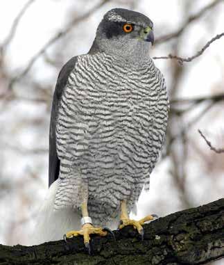 Fåglar Duvhök Accipiter gentilis rödlistad nära hotad BERN FN BONN prioriterad fågelart Är rödlistad av ArtDatabanken och klassad som nära hotad (NT) Skyddad enligt Bernen Skyddad enligt Bonnen