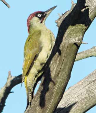 Fåglar Gröngöling Picus viridis rödlistad nära hotad BERN prioriterad fågelart Är rödlistad av ArtDatabanken och klassad som nära hotad (NT) Skyddad enligt Bernen Fridlyst i hela landet Prioriterad