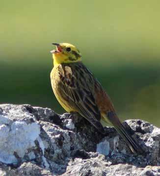 Fåglar Gulsparv Emberiza citrinella rödlistad sårbar BERN prioriterad fågelart Är rödlistad av ArtDatabanken och klassad som sårbar (VU) Skyddad enligt Bernen Fridlyst i hela landet Prioriterad