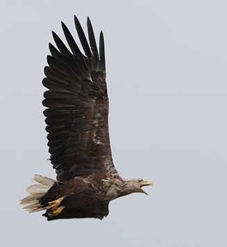 Fåglar Havsörn Haliaeetus albicilla rödlistad sårbar fågeldirektiv BERN FN BONN prioriterad fågelart Är rödlistad av ArtDatabanken och klassad som sårbar (VU) Skyddad enligt Fågeldirektivet Skyddad