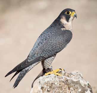 Fåglar Pilgrimsfalk Falco peregrinus rödlistad nära hotad fågeldirektiv BERN FN BONN prioriterad fågelart Är rödlistad av ArtDatabanken och klassad som nära hotad (NT) Skyddad enligt Fågeldirektivet