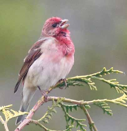 Fåglar Rosenfink Carpodacus erythrinus rödlistad sårbar BERN prioriterad fågelart Är rödlistad av ArtDatabanken och klassad som sårbar (VU) Skyddad enligt Bernen Fridlyst i hela landet Prioriterad