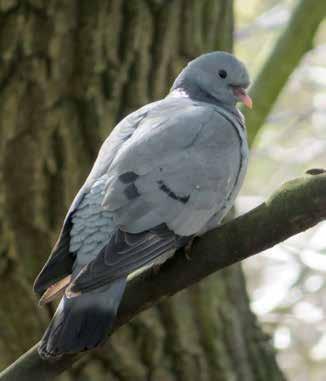 Fåglar Skogsduva Columba oenas BERN prioriterad fågelart Skyddad enligt Bernen Fridlyst i hela landet Prioriterad fågelart Artdatabankens hotbedömning 2015 Från en rätt dramatisk minskning på mellan