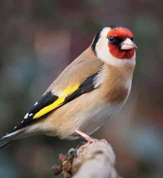 Fåglar Steglits Carduelis carduelis BERN Skyddad enligt Bernen Fridlyst i hela landet Fram till 1990-talet minskade steglitsen kraftigt i antal men har under de senare år återhämtat sig.