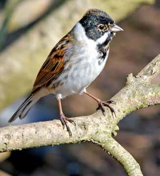 Fåglar Sävsparv Emberiza schoeniclus rödlistad sårbar BERN prioriterad fågelart Är rödlistad av ArtDatabanken och klassad som sårbar (VU) Skyddad enligt Bernen Fridlyst i hela landet Prioriterad