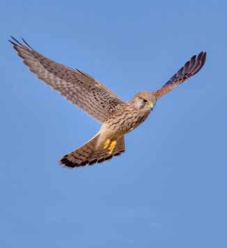 Fåglar Tornfalk Falco tinnunculus rödlistad BERN sårbar FN CMS Skyddad enligt Bernen Skyddad enligt Bonnen Fridlyst i hela landet Enligt litteratur från 1800-talet var tornfalken då en vanlig