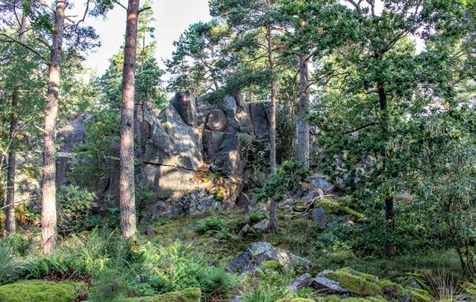 (samtliga bilder) Hasselsnokslokalen vid Brödlösa.