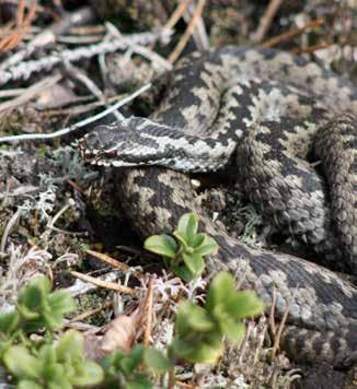 Grod- och kräldjur Huggorm Vipera berus BERN Skyddad enligt Bernen Fridlyst enligt Artskyddsförordningen i hela landet ( Skydd av vilt levande kräldjur, groddjur och ryggradslösa djur ) Generell