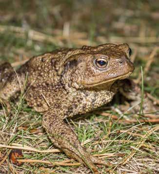 Grod- och kräldjur Vanlig padda Bufo bufo BERN Skyddad enligt Bernen Fridlyst enligt Artskyddsförordningen i hela landet ( Skydd av vilt levande kräldjur, groddjur och ryggradslösa djur ) Generell