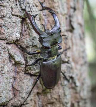 Insekter Ekoxe Lucanus cervus art- och habitat BERN Skyddad enligt Art- och habitatdirektivet (med bevarandestatus otillfredsställande ) Skyddad enligt Bernen Fridlyst enligt Artskyddsförordningen i
