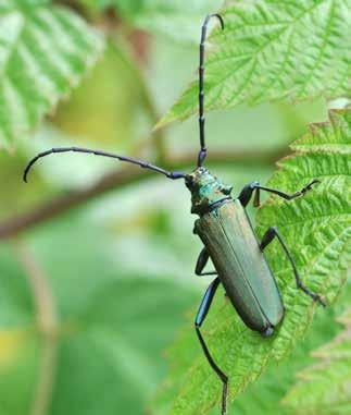 Insekter Myskbock Aromia moschata signalart Signalart Myskbocken är en av våra allra ståtligaste långhorningar.