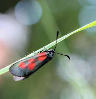 Insekter Mindre bastardsvärmare Zygaena viciae rödlistad nära hotad Är rödlistad av ArtDatabanken och klassad som nära hotad (NT) Artdatabankens hotbedömning 2015 Arten förutsätter för sin överlevnad