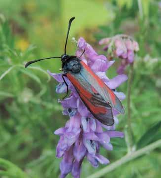 Insekter Klubbsprötad bastardsvärmare Zygaena minos rödlistad nära hotad Är rödlistad av ArtDatabanken och klassad som nära hotad (NT) Artdatabankens hotbedömning 2015 Saxat från Artdatabanken: