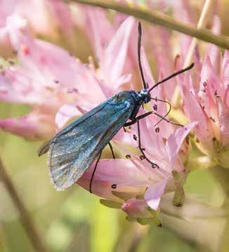 Insekter Ängsmetallvinge Adscita statices rödlistad nära hotad Är rödlistad av ArtDatabanken och klassad som nära hotad (NT) Artdatabankens hotbedömning 2015 Arten hotas av igenväxning, utebliven