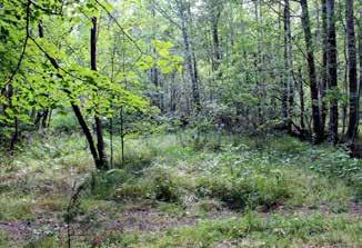 bifolia) i lövängar och hagmarker. (fynd 2012) Den föredrar halvskuggiga platser som lundar, skogsbryn och trädbevuxna betesmarker.