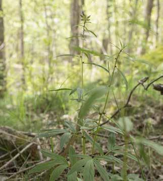 Kärlväxter Tandrot Cardamine bulbifera signalart Signalart Skogsstyrelsens signalartsbedömning Tandroten har ett mycket högt indikatorvärde och räknas som en mycket bra signalart (Nitare &