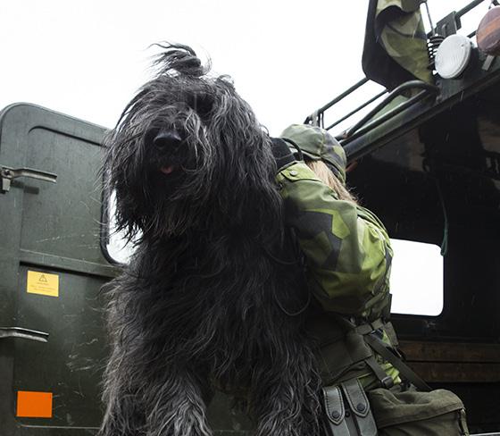 tjänstehundsverksamhet, om du vill bli soldat i ett hemvärnsförband tycker om att vara ute i skog och mark är aktiv