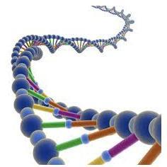 Intoxikation mekanismer Prooxidant DNA-skada Oxidativ