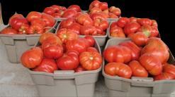 kg tomater