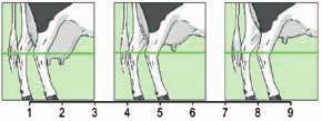 Avelsvärdena för exteriör är en beskrivning av hur en ko ser ut på den linjära skalan. Det kan betyda att värdena för vissa egenskaper kan ligga under 100 och vara bra, som t.ex. värdet för spenplacering bak, där ett värde under 100 är att föredra.