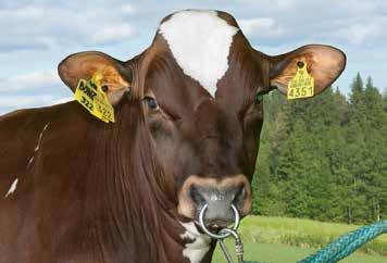 Fin huvudbild av VR Bonzai, en av de nya tjurarna på bruksplanen. dern Joutsa ska snart ha sin fjärde kalv. Hon producerade i sin hittills bästa laktation drygt 11 000 kg mjölk med höga halter.