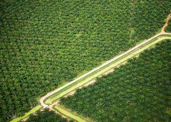 VILKA ÄR DE STÖRSTA HOTEN MOT NATUREN? GEVÄR, NÄT OCH BULLDOZERS: DE GAMLA HOTEN FINNS FORTFARANDE KVAR OCH ÄR DE VIKTIGASTE ORSAKERNA TILL FÖRLUSTEN AV BIOLOGISK MÅNGFALD OCH ARTER.