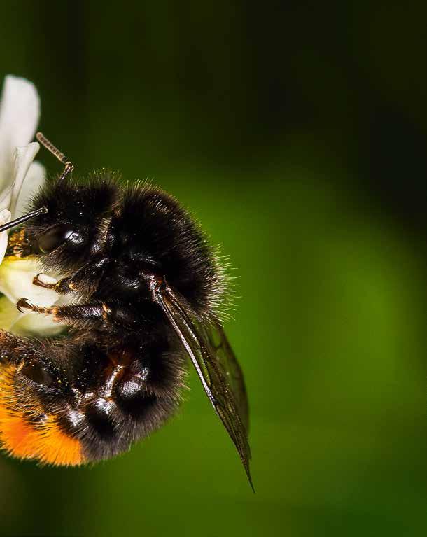 Utan pollinatörer får vi ingen mat! Nästan 9 procent av alla vilda blommande växter är i behov av insekter och andra djur som hjälper till med pollineringen.