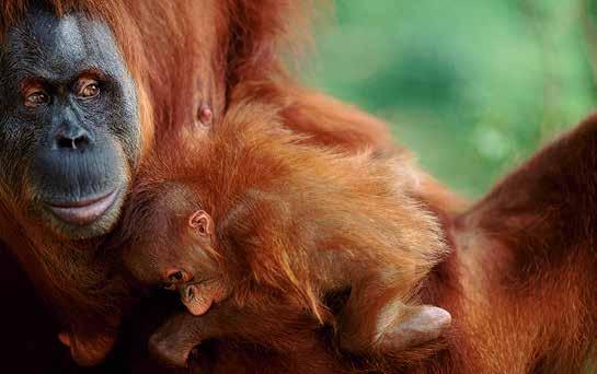 Förlusterna är tydligast i tropiska regioner. Orangutangerna minskar oroväckande i antal när deras livsmiljöer försvinner. naturepl.