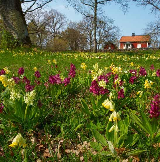 Några sätt att mäta förändringar i den biologiska mångfalden Living Planet Index kartlägger trender inom populationerna av ryggrads djur Species Habitat Index mäter hur arternas livs miljöer krymper