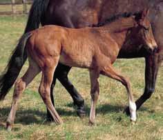 BOBBY S KITTEN BREEDERS CUP SPRINT STAR ONLY 3YO EVER to win Group 1 Breeders Cup Turf Sprint Won 6 races at 2, 3 and 5 years and $1.