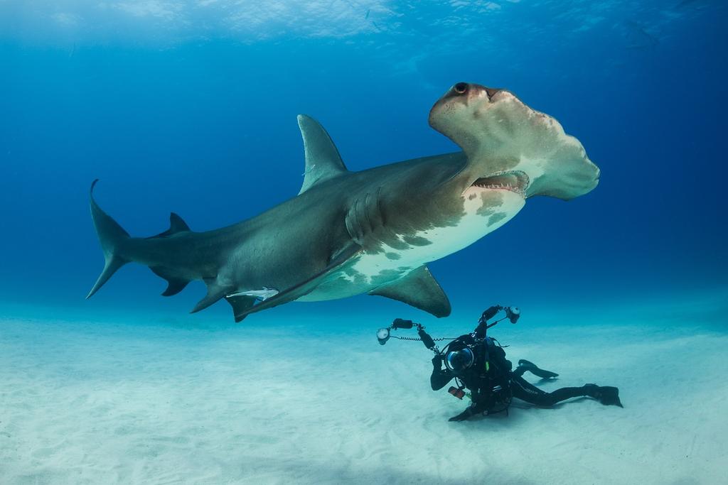 All images by Magnus Lundgren/magnuslundgren.com Tigerhajar & hammarhajar på Bahamas Norr om Grand Bahama ligger Tiger Beach.