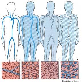 distribution distributionsrum Blod Extracellulärt Intracellulärt Stark bindning till vävnadsstrukturer plasmakoncentration Hög Låg distribution Bindning till plasmaprotein