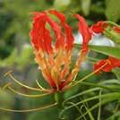 8 Frön till krukväxter 0100 Exotic Garden katalog 2018 GLORIOSA superba Klänglilja 0100353 Klängande skönhet med gula och röda blommor, med bakåtriktade