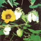 GLYCYRRHIZA glabra Lakritsrot 0100110 Den äkta arten varav rotsaften användes i olika konfekter mm. Ljusgröna parblad och blålila vackra blommor.