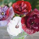 98 Frön till ettåriga blomsterväxter 0800 Exotic Garden katalog 2018 PAPAVER rhoeas Kornvallmo Pandora 0800449 Skir, romantisk