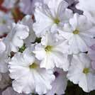 Frön till ettåriga blomsterväxter 0800 PETUNIA hybrida 0800472 Hängpetunia F1 Easy Wave White Intensivt rikblommande med